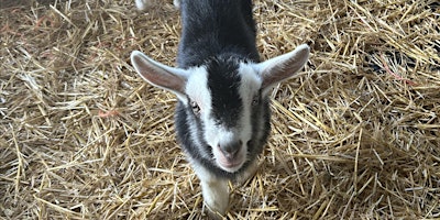 Primaire afbeelding van Quiet Easter Event with Goat Bottle Feeding and Easter Trail