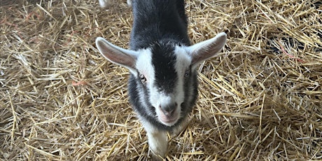 Quiet Easter Event with Goat Bottle Feeding and Easter Trail
