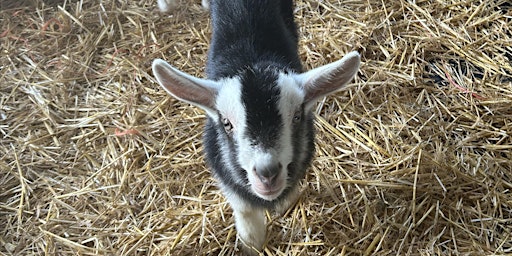 Primaire afbeelding van Quiet Easter Event with Goat Bottle Feeding and Easter Trail