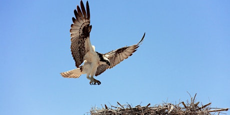 Primaire afbeelding van Welcome Back Osprey - Family program, $4 cash per person upon arrival