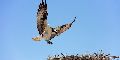 Hauptbild für Welcome Back Osprey - Family program, $4 cash per person upon arrival