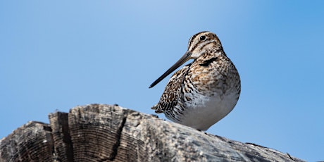 Field Trip: Camas Prairie-Centennial Marsh Wildlife Management Area