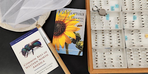 Immagine principale di Introduction to Native Bees with Kandis Gilmore 
