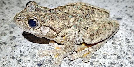 Spotlighting at Greenhills Wetland - 16 April