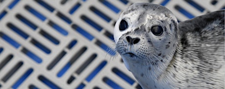 Vancouver Aquarium - Marine Wildlife Rescue Centre - Virtual Presentation