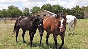 Image principale de Solar Eclipse Watch Party & Horses