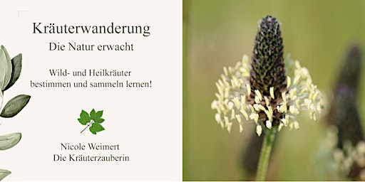 Hauptbild für Kräuterwanderung - Die Natur erwacht