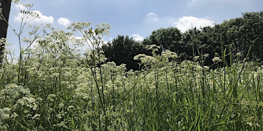 Primaire afbeelding van Foraging Walk