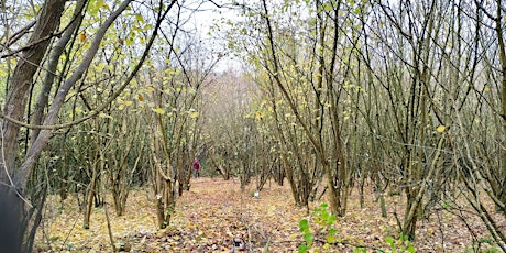 Green Thursday Castlefield Woods