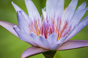 Primaire afbeelding van TUESDAY  SOUND HEALING - HEAL with Blue Lotus and Sounds  7:30pm