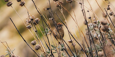 Birding in the Nature Preserve