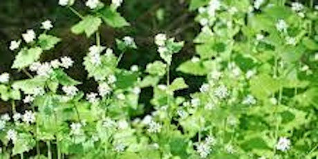 Garlic Mustard Pull at Newfields Art and Nature Park