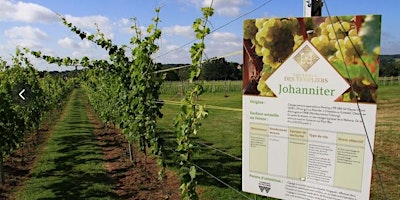 Portes ouvertes du Vignoble des Templiers primary image