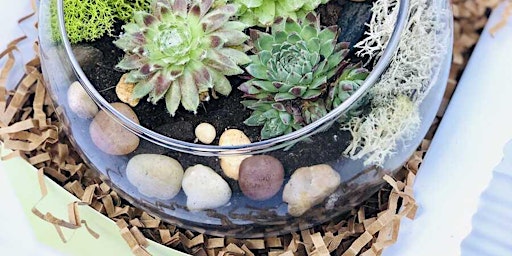 DIY Terrariums Workshop primary image