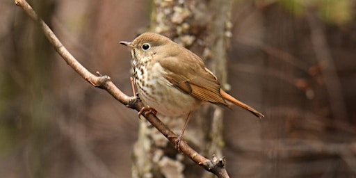 Guided Birdwatching for People with Mobility Challenges primary image