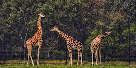Monash Discover Melbourne Free Events: Werribee Open Range Zoo