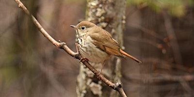 Primaire afbeelding van Guided Birdwatching for People with Mobility Challenges