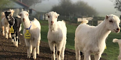 Hauptbild für Goat Yoga & Cheese Tasting