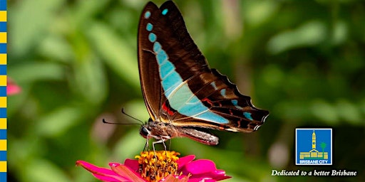 School holiday activity hub - Autumn Butterflies primary image