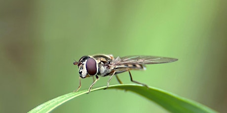 City Nature Challenge 2024 at Strettle Wetland