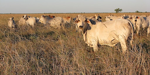 Immagine principale di Grazing Business Resilience Workshop - Gracemere 