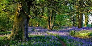 Wellbeing Walk meet up for autistic adults primary image