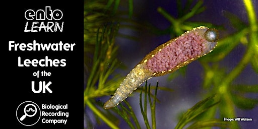 Hauptbild für Freshwater Leeches of the UK