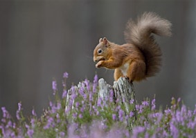 Primaire afbeelding van Aberdeen and Aberdeenshire AGM and talk by Saving Scotland's Red Squirrels