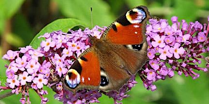 Spotting Brilliant Summer Butterflies at Ryton Pools Country Park  primärbild