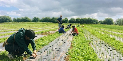 Community Farmer Day - 22nd June primary image