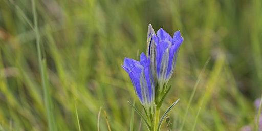 Imagen principal de Local Volunteers Event: Marsh Gentian Walk at Barltey Heath