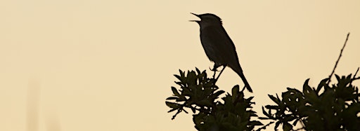 Collection image for Dawn Chorus at Attenborough Nature Reserve