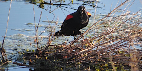 Kayak tour! The Importance of Wetlands