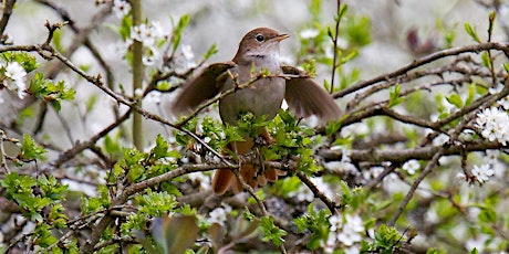 Discover Surrey's Nightingales: An Evening Talk primary image