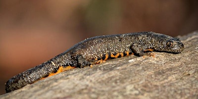 Imagem principal de Amphibian walk at Dean Common nature reserve, Spelsbury