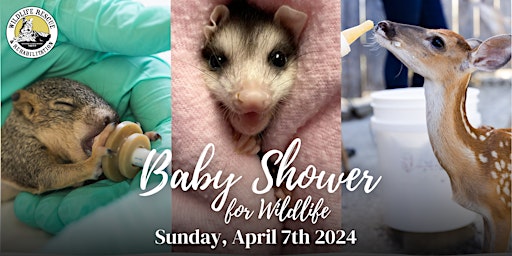 Primaire afbeelding van 2024 WRR's Baby Shower for Wildlife