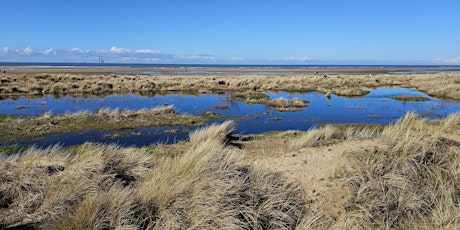 Birkdale Green Beach and Dunes Invertebrate Recording Day