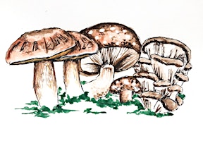 Regenerative Mushroom Production  primärbild