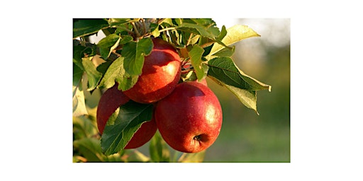 Hauptbild für SHAKER HILL APPLE FESTIVAL