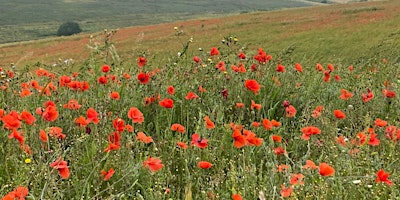 Summer Lancing Ring Herb Foraging Walk - 13th July primary image