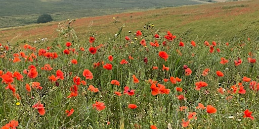 Primaire afbeelding van Summer Lancing Ring Herb Foraging Walk - 13th July