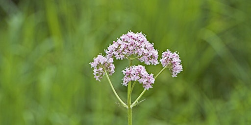 Local Volunteers Event: Spring Walk at Greywell Moors Nature Reserve  primärbild