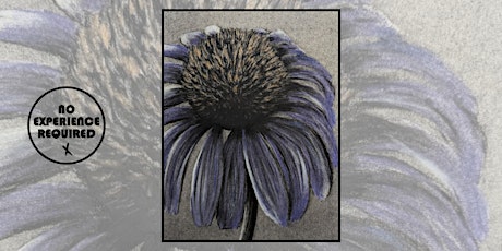 Charcoal Drawing Event "Cone Flower" in Marshfield