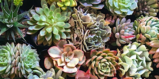 Succulent Planting! primary image