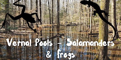 Imagem principal do evento Salamanders & Frogs - Big Night & Vernal Pools