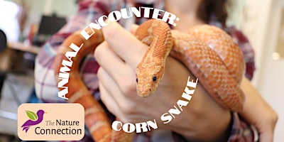 Imagem principal de Animal Encounter  - Albus the Corn Snake!