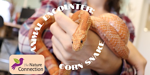 Primaire afbeelding van Live Animal Encounter - Reptiles