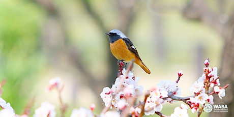 Bird Watching on Anacostia River Trail