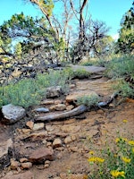Primaire afbeelding van Native Plant Walk in Upper Sand Canyon