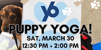 Image principale de Puppy Yoga (session 2)